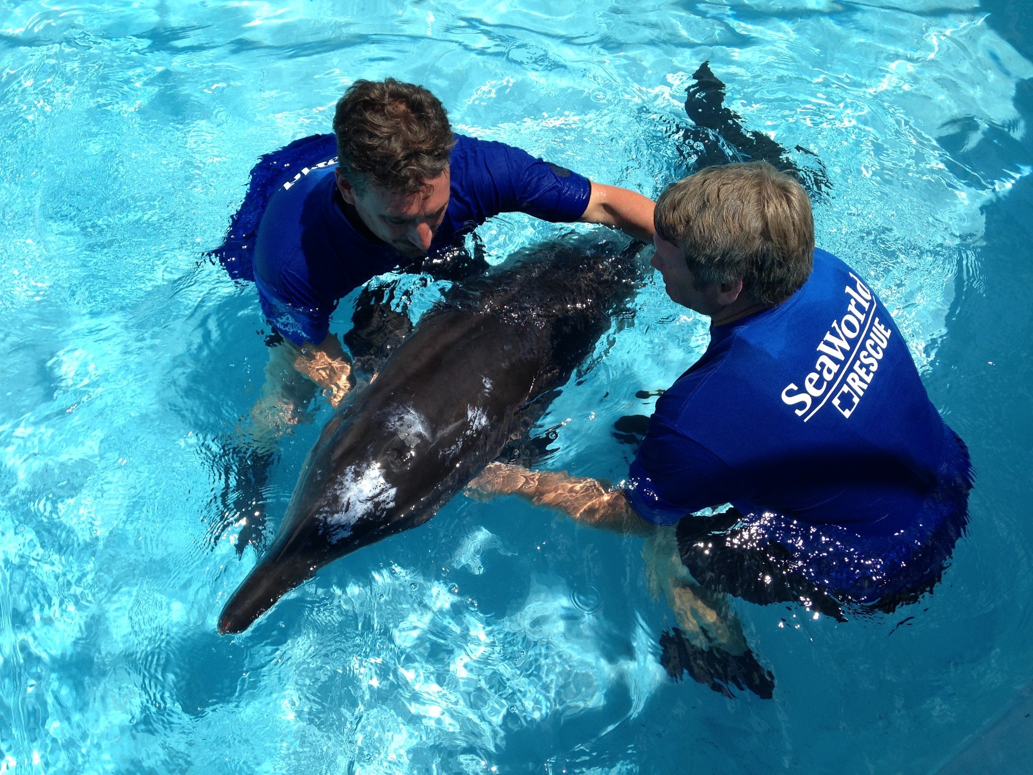 Dolphin Stranded On Clearwater Beach Rescued | Newstalk Florida - N