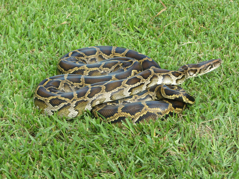 recent-study-found-a-florida-python-ate-3-deer-in-90-days